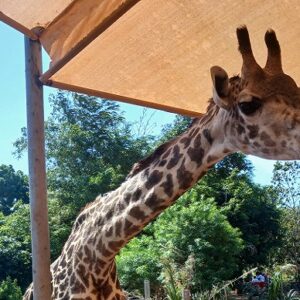 Bora Bora Wildlife Park