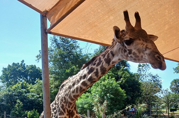 Bora Bora Wildlife Park