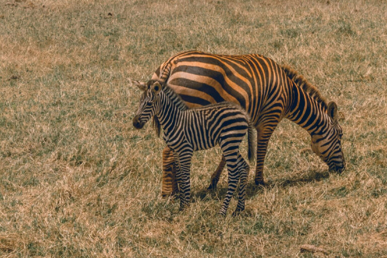 Bora Bora Wildlife Park - Image 2