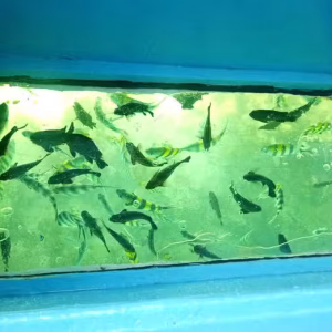 Glass Bottom Boat Trip