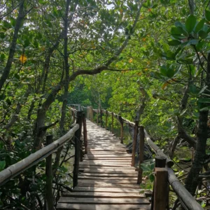 Kilifi Boardwalk & Snorkelling