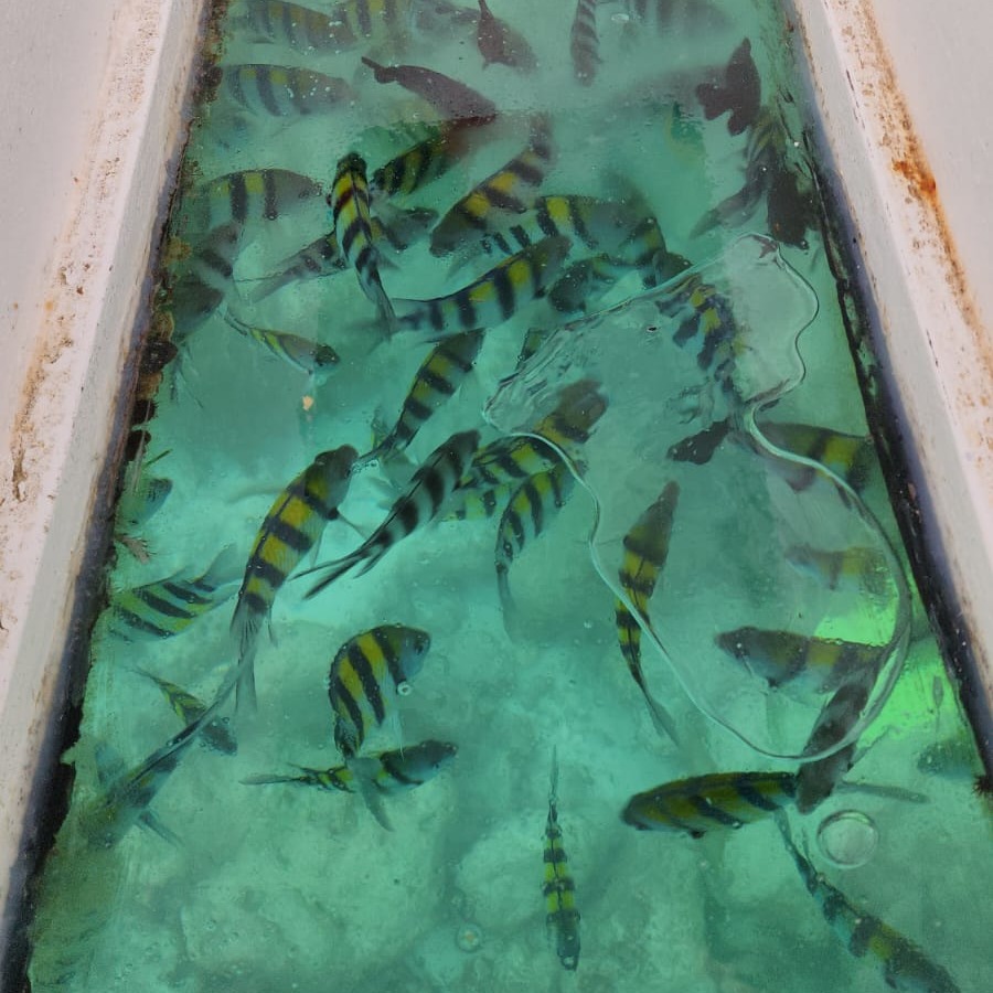 Glass Bottom Boat Trip - Image 3